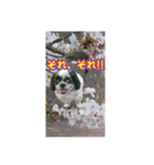 愛犬とSAKURA（個別スタンプ：34）