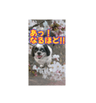 愛犬とSAKURA（個別スタンプ：35）