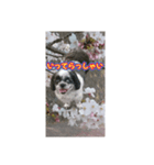 愛犬とSAKURA（個別スタンプ：37）