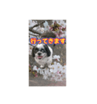 愛犬とSAKURA（個別スタンプ：38）