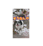 愛犬とSAKURA（個別スタンプ：39）