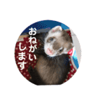 コテコマリ（個別スタンプ：1）