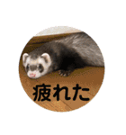 コテコマリ（個別スタンプ：2）