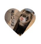 コテコマリ（個別スタンプ：5）