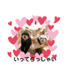 コテコマリ（個別スタンプ：6）