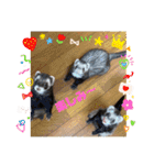 コテコマリ（個別スタンプ：17）