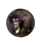 コテコマリ（個別スタンプ：27）
