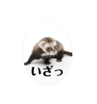 コテコマリ（個別スタンプ：30）
