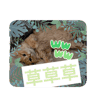 マンチカンのちくわさま2（個別スタンプ：6）