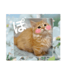 マンチカンのちくわさま2（個別スタンプ：11）