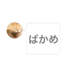 マンチカンのちくわさま2（個別スタンプ：14）