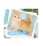 マンチカンのちくわさま2（個別スタンプ：23）