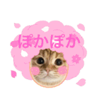 マンチカンのちくわさま2（個別スタンプ：24）