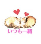 ぬこスタンプその2（個別スタンプ：1）