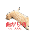 ぬこスタンプその2（個別スタンプ：3）