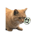 ぬこスタンプその2（個別スタンプ：12）