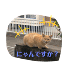 ぬこスタンプその2（個別スタンプ：13）