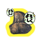 ぬこスタンプその2（個別スタンプ：22）