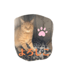 ぬこスタンプその2（個別スタンプ：23）