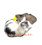 ぬこスタンプその2（個別スタンプ：25）