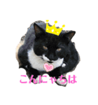 ぬこスタンプその2（個別スタンプ：26）