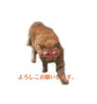 ぬこスタンプその2（個別スタンプ：30）