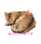 ぬこスタンプその2（個別スタンプ：31）