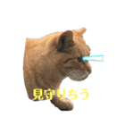 ぬこスタンプその2（個別スタンプ：32）