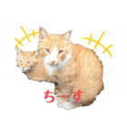 ぬこスタンプその2（個別スタンプ：33）
