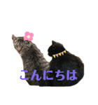 ぬこスタンプその2（個別スタンプ：35）