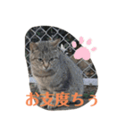 ぬこスタンプその2（個別スタンプ：37）