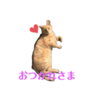 ぬこスタンプその2（個別スタンプ：38）