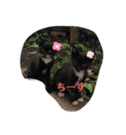 ぬこスタンプその2（個別スタンプ：40）