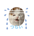 コロナたん（個別スタンプ：3）