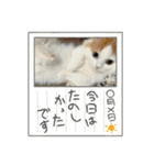 コロナたん（個別スタンプ：5）