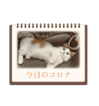 コロナたん（個別スタンプ：7）