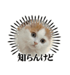 コロナたん（個別スタンプ：12）