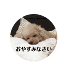 ごとうまりんちゃん スタンプ（個別スタンプ：3）