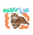 和風桶猫喫茶〜個性豊かな看板猫編〜（個別スタンプ：1）