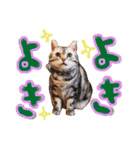 和風桶猫喫茶〜個性豊かな看板猫編〜（個別スタンプ：2）