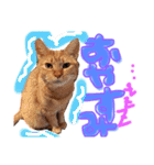 和風桶猫喫茶〜個性豊かな看板猫編〜（個別スタンプ：6）