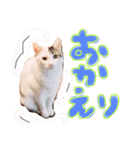 和風桶猫喫茶〜個性豊かな看板猫編〜（個別スタンプ：7）