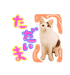 和風桶猫喫茶〜個性豊かな看板猫編〜（個別スタンプ：8）