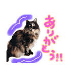 和風桶猫喫茶〜個性豊かな看板猫編〜（個別スタンプ：9）