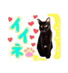 和風桶猫喫茶〜個性豊かな看板猫編〜（個別スタンプ：10）