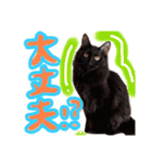 和風桶猫喫茶〜個性豊かな看板猫編〜（個別スタンプ：11）