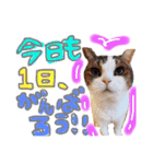 和風桶猫喫茶〜個性豊かな看板猫編〜（個別スタンプ：12）