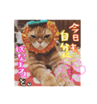 和風桶猫喫茶〜個性豊かな看板猫編〜（個別スタンプ：15）
