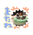 和風桶猫喫茶〜個性豊かな看板猫編〜（個別スタンプ：16）