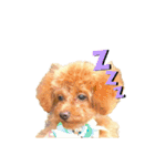 プードルのききろん（個別スタンプ：1）